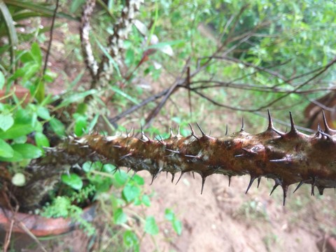 Thorns