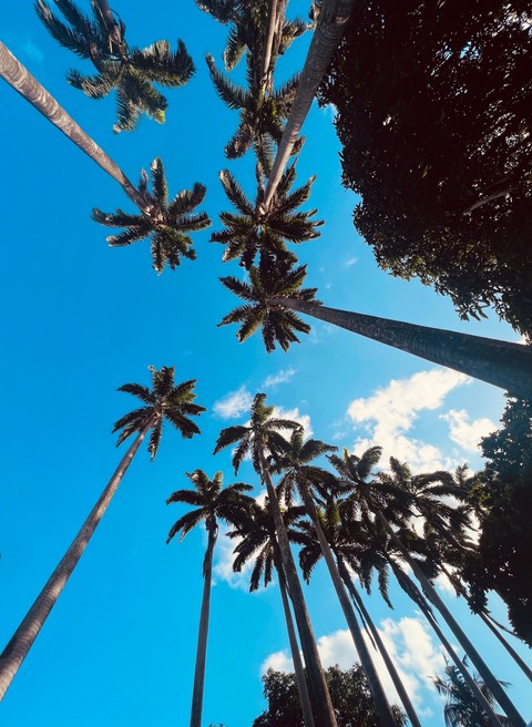 sfondi blue, Coconut