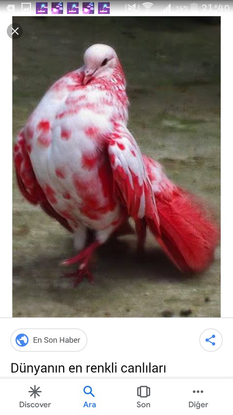 kus