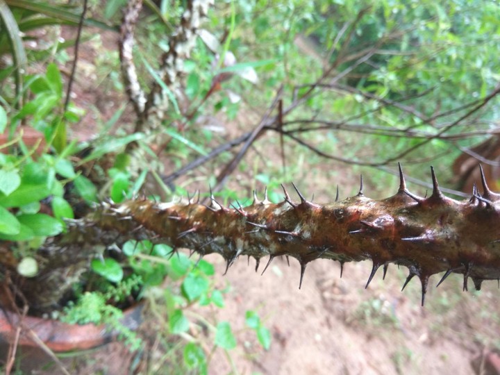 Thorns
