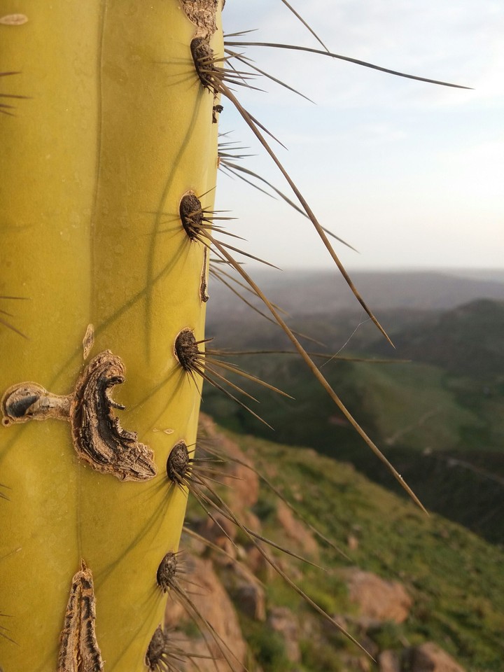 cactus
