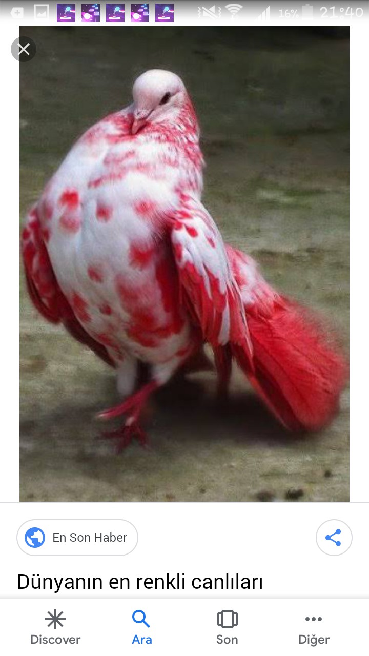 kus
