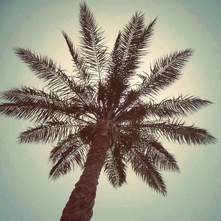 palm tree