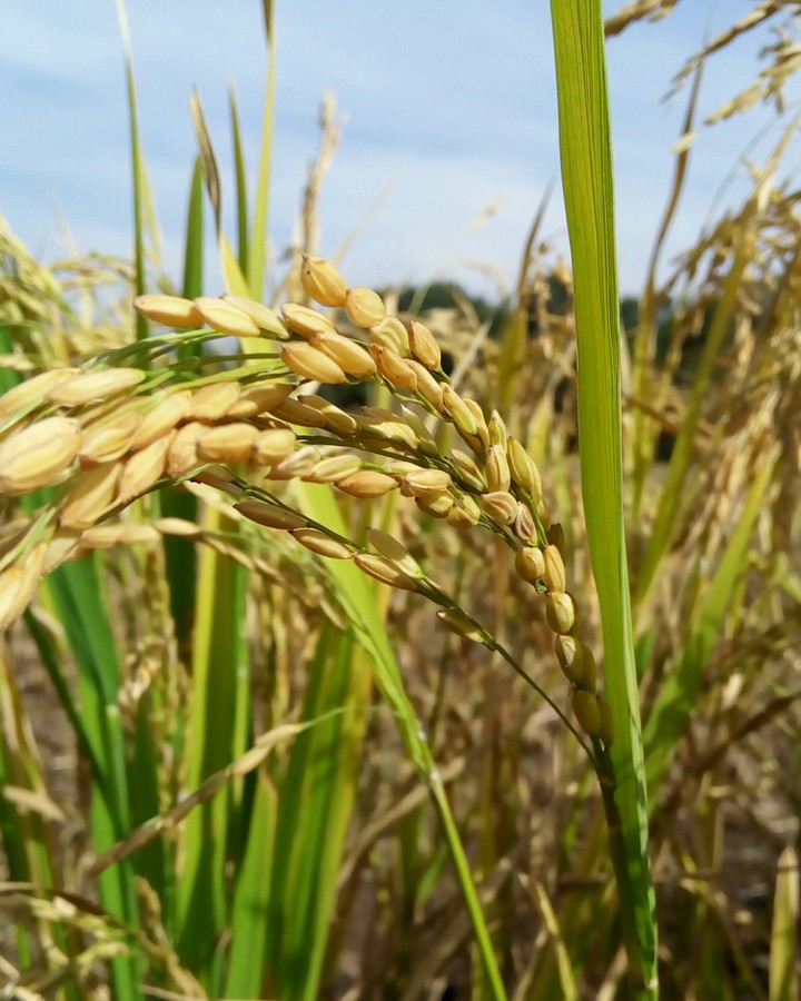 Rice ready to be Harvested....#
