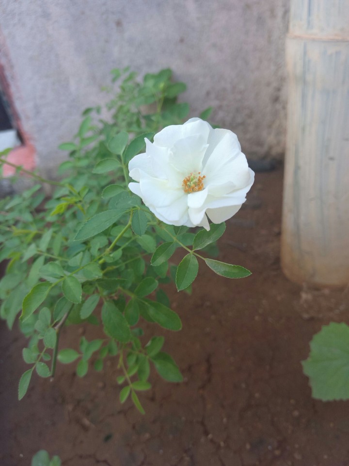 white..!!