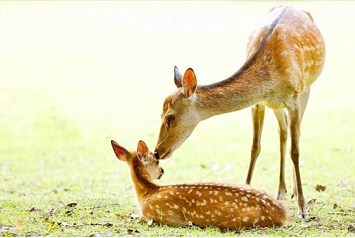 Mother and fawn