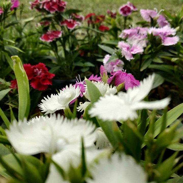 flowers