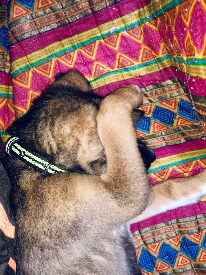 Bruno