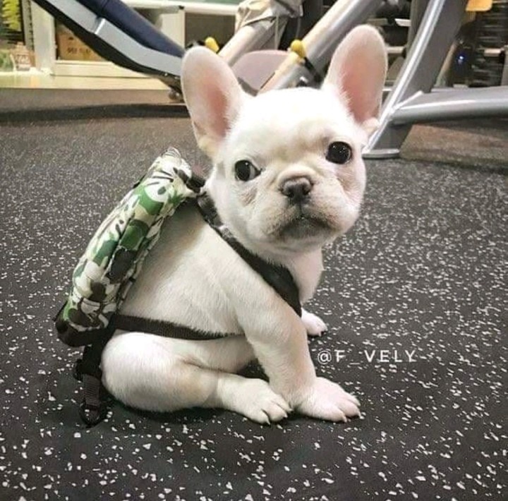 ready for traveling