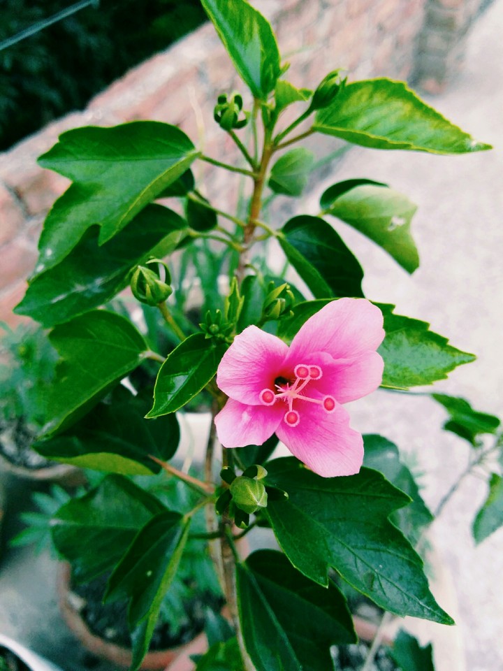 a half bloomed hibiscus with buds around