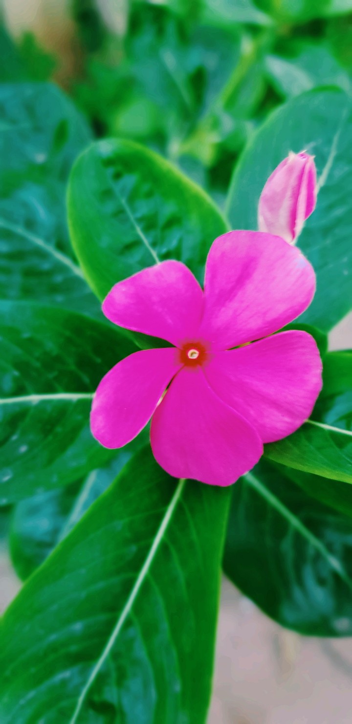 Flower