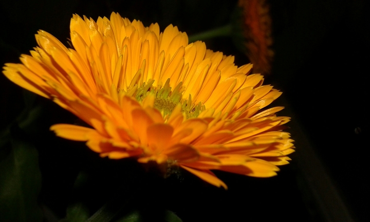 flower ;)