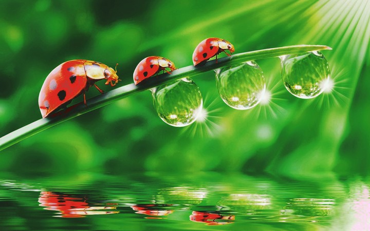 ladybug