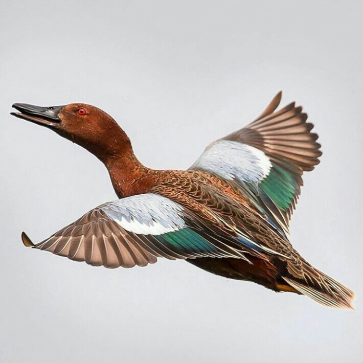 Duck