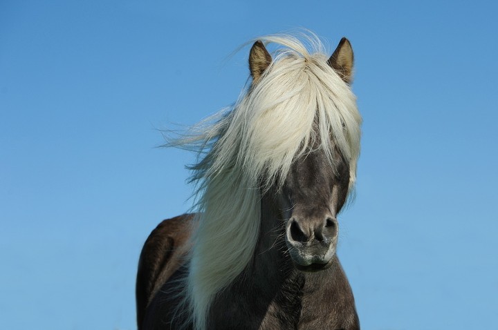Silly Horse