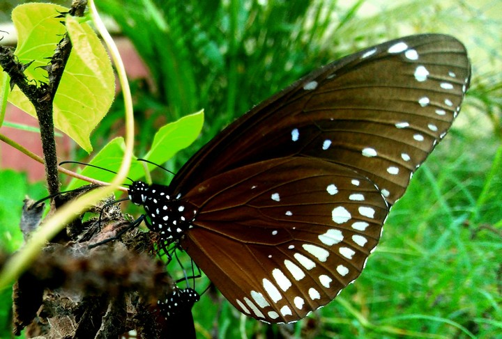 Beauty of Nature