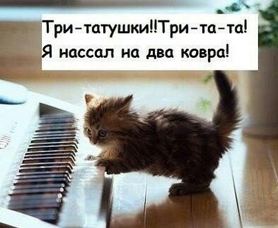 רקעים fauna, kitten