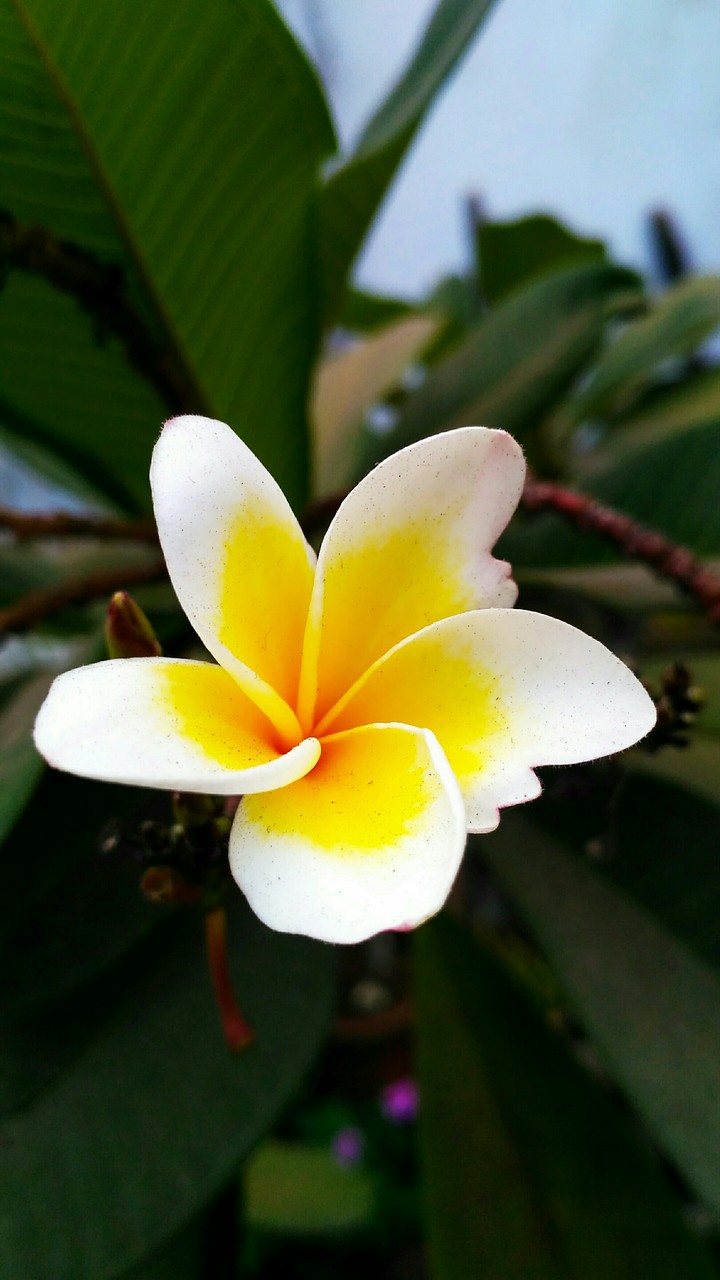 beauty of nature