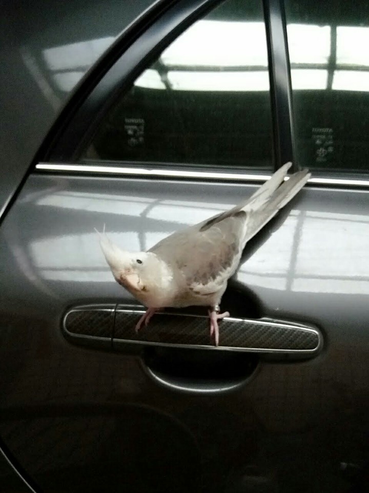 bird
