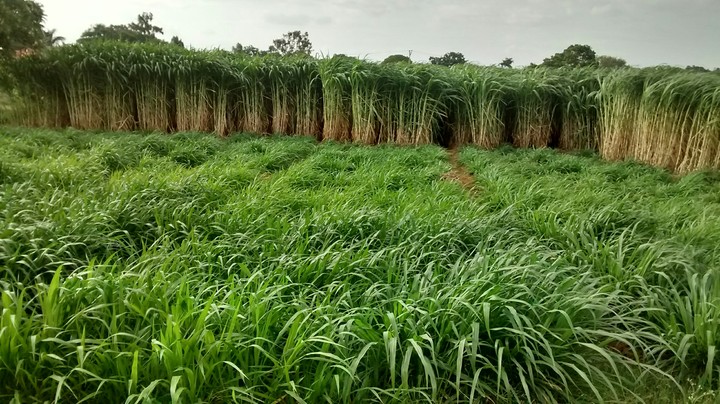 Wild grass!