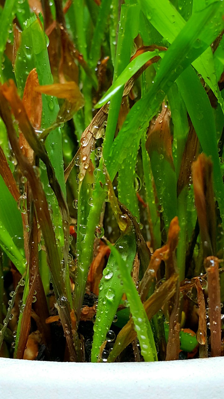 planta