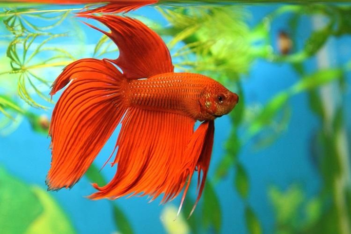 Betta Splendens