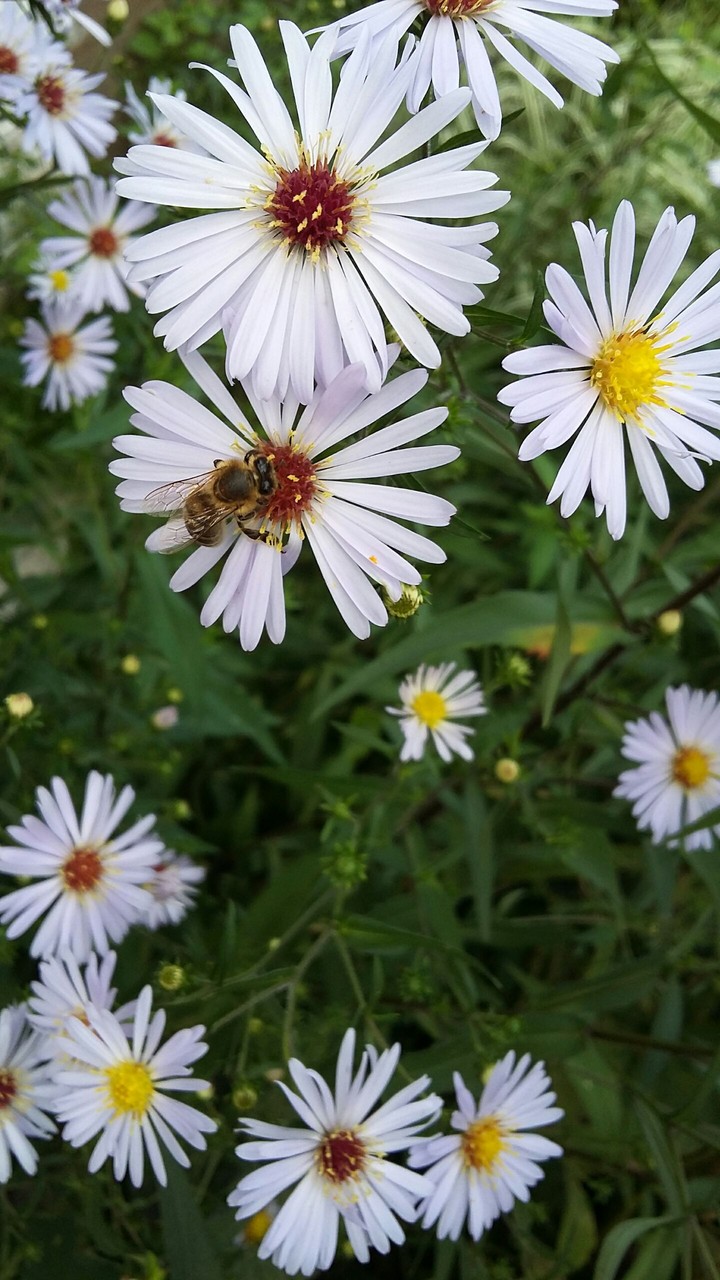 daisy