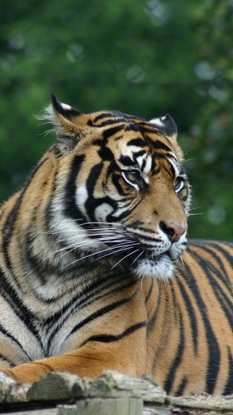 Animali