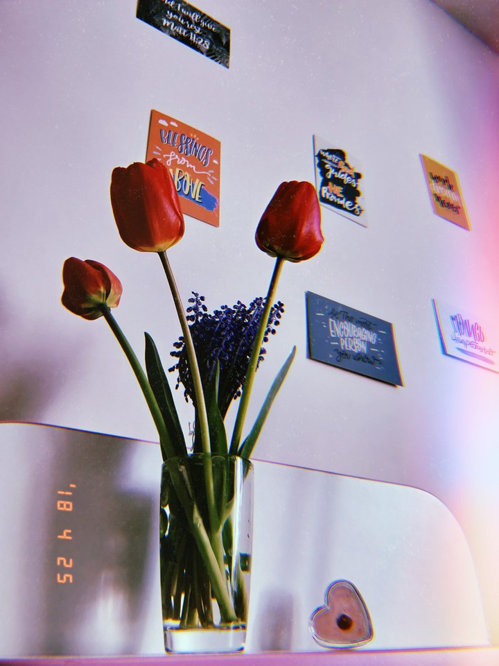 цветы тюльпаны flowers белый