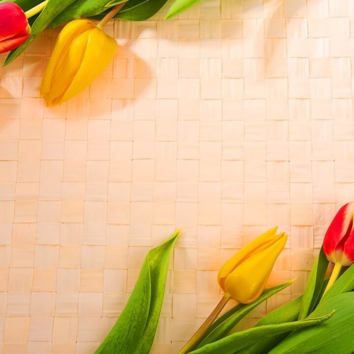Tulpen