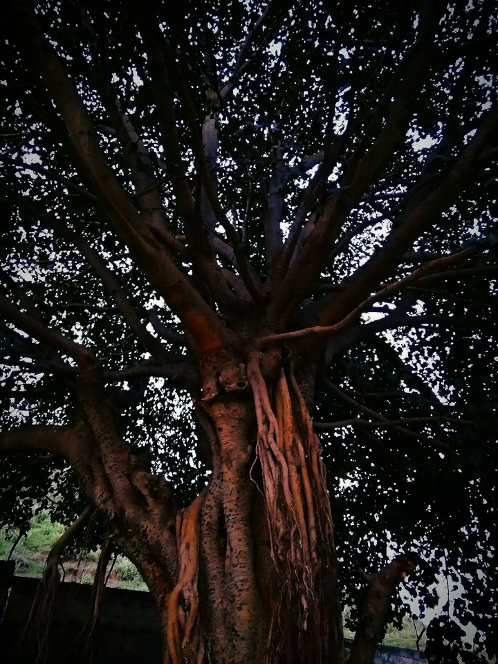Mysterious Tree