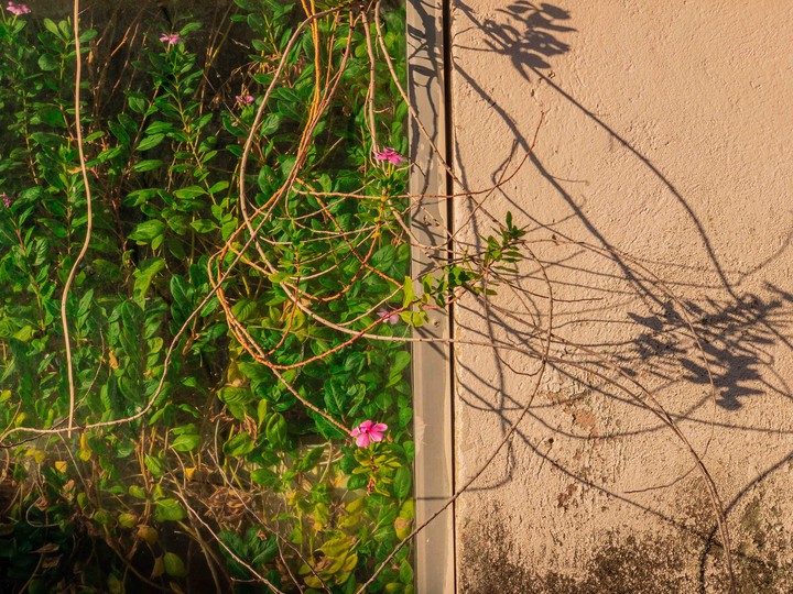 two flowers
