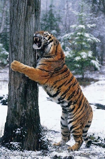 tigr