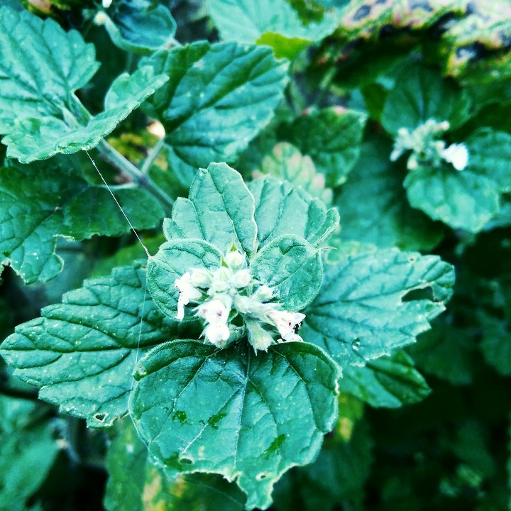 mint