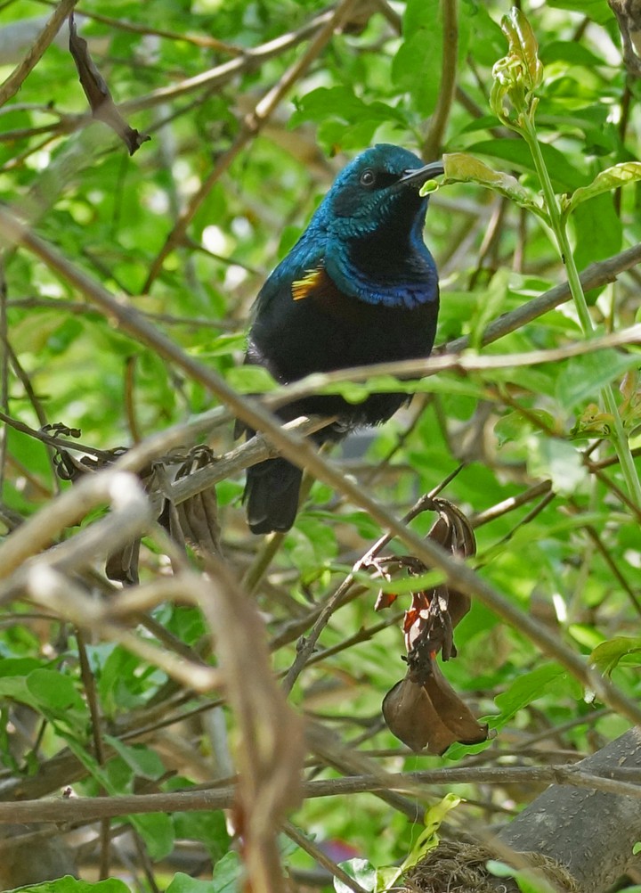 blue bird 2