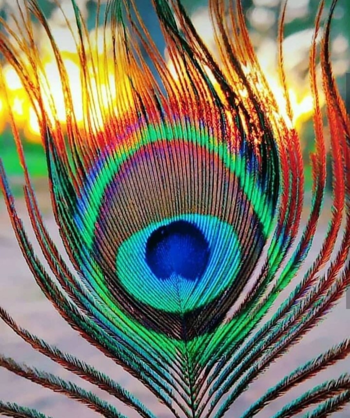 peacock feather