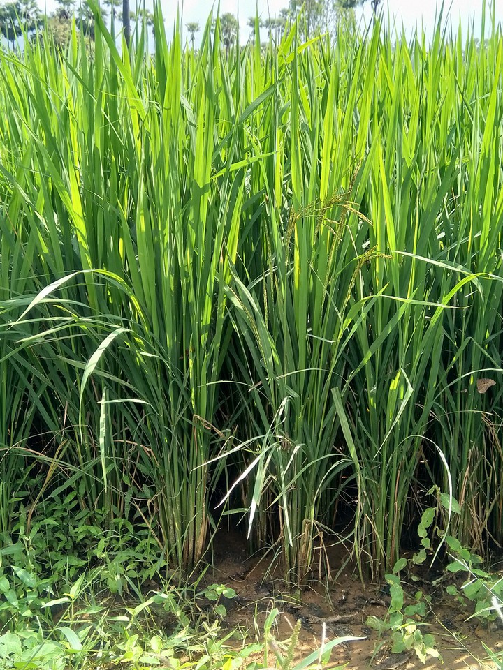 Good Ag