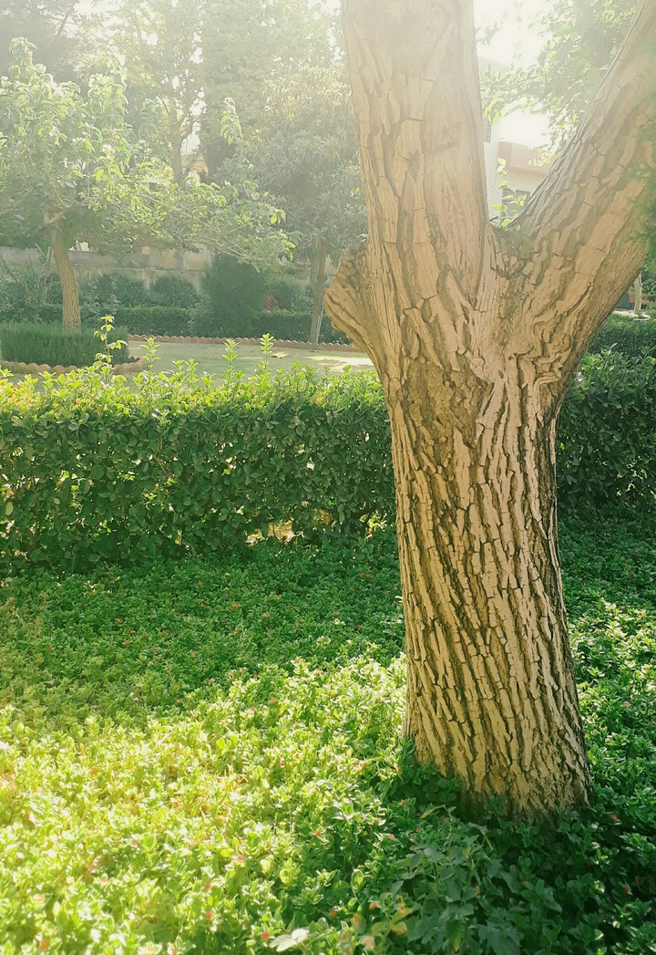 #at #park #green #nature #tree #sunshine