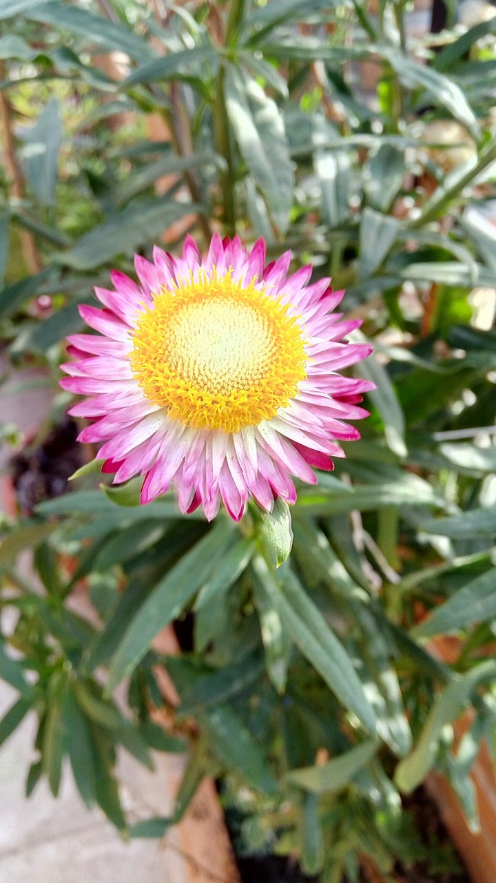 rayo de sol