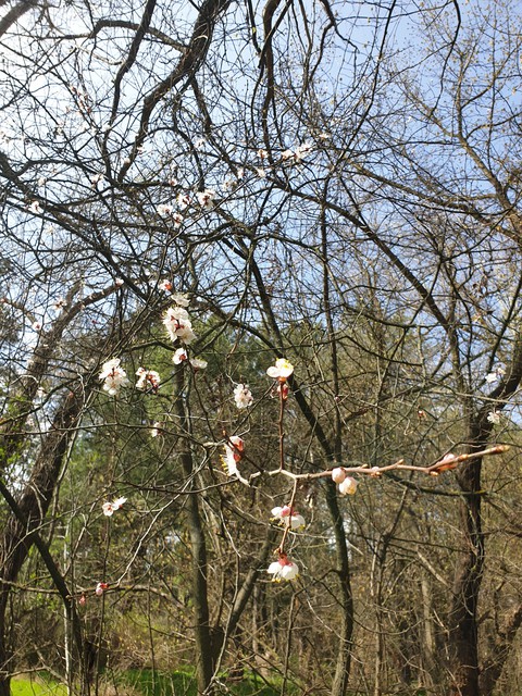 spring