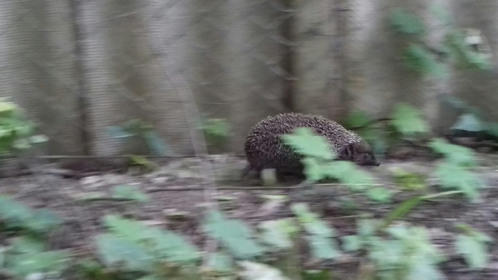 Hedgehog