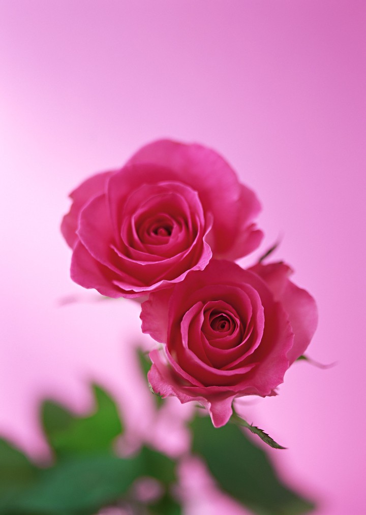 rosas