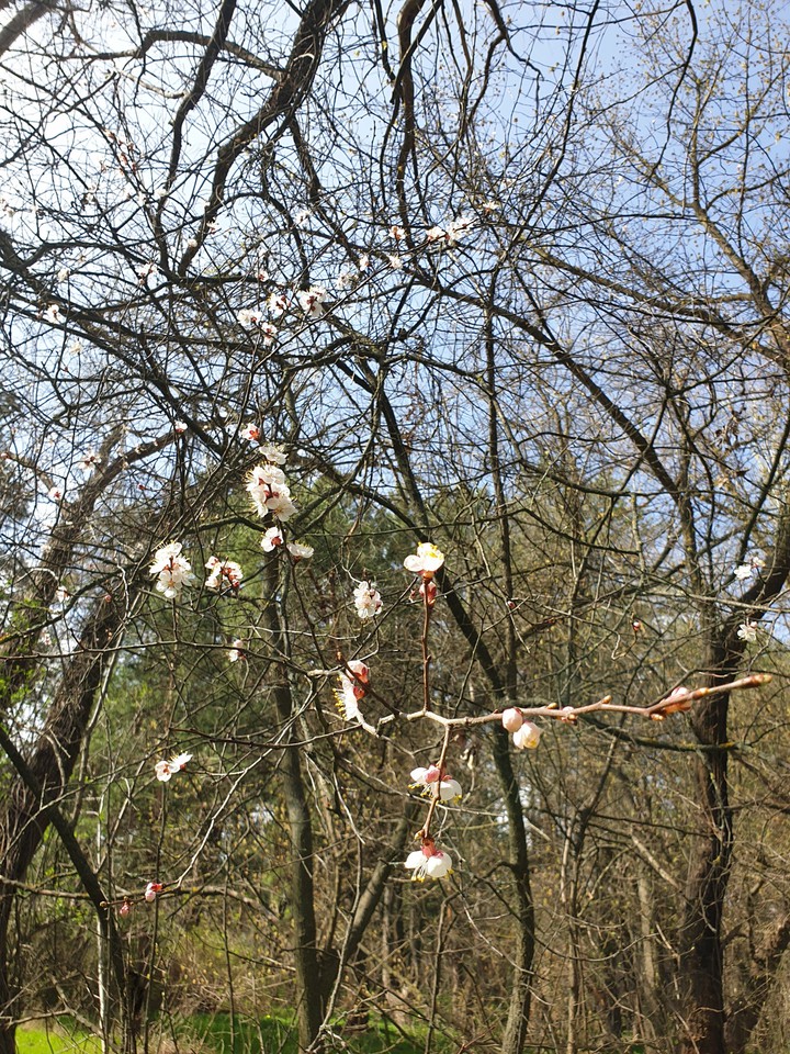 spring