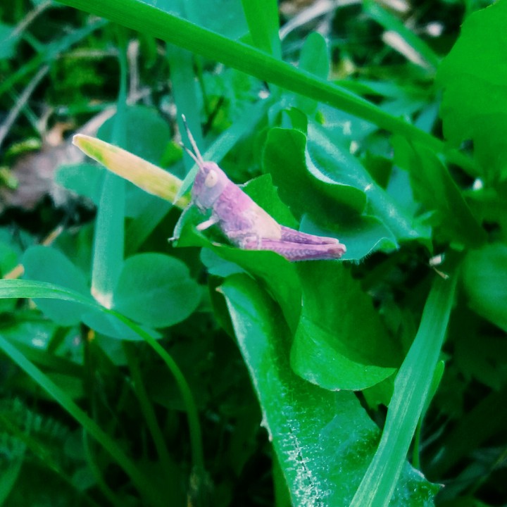 Pink grasshopper