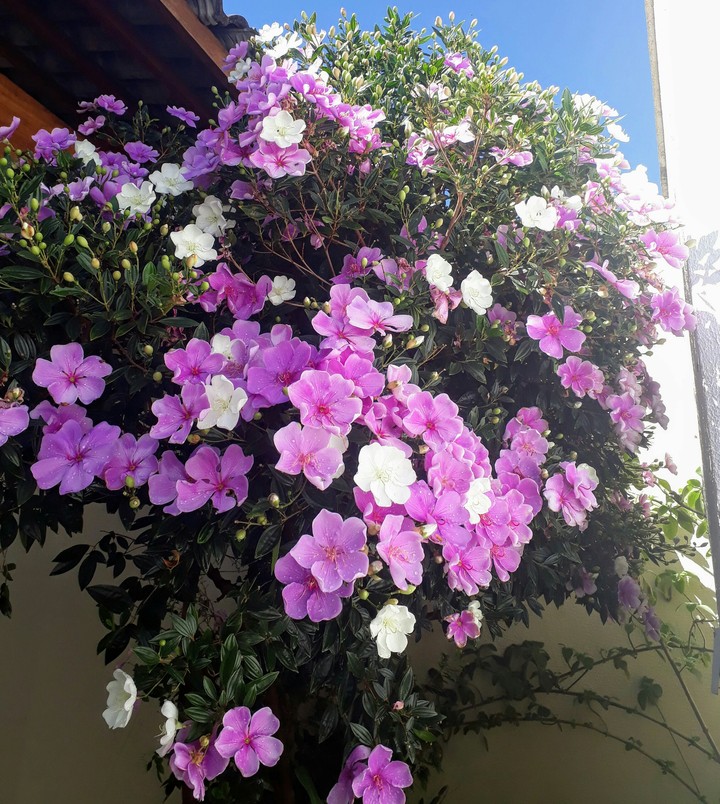 Manacá of the desert in my garden