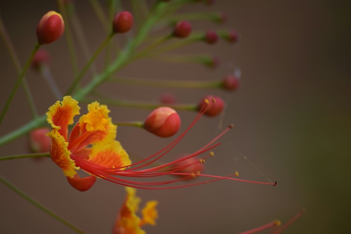 orange flower