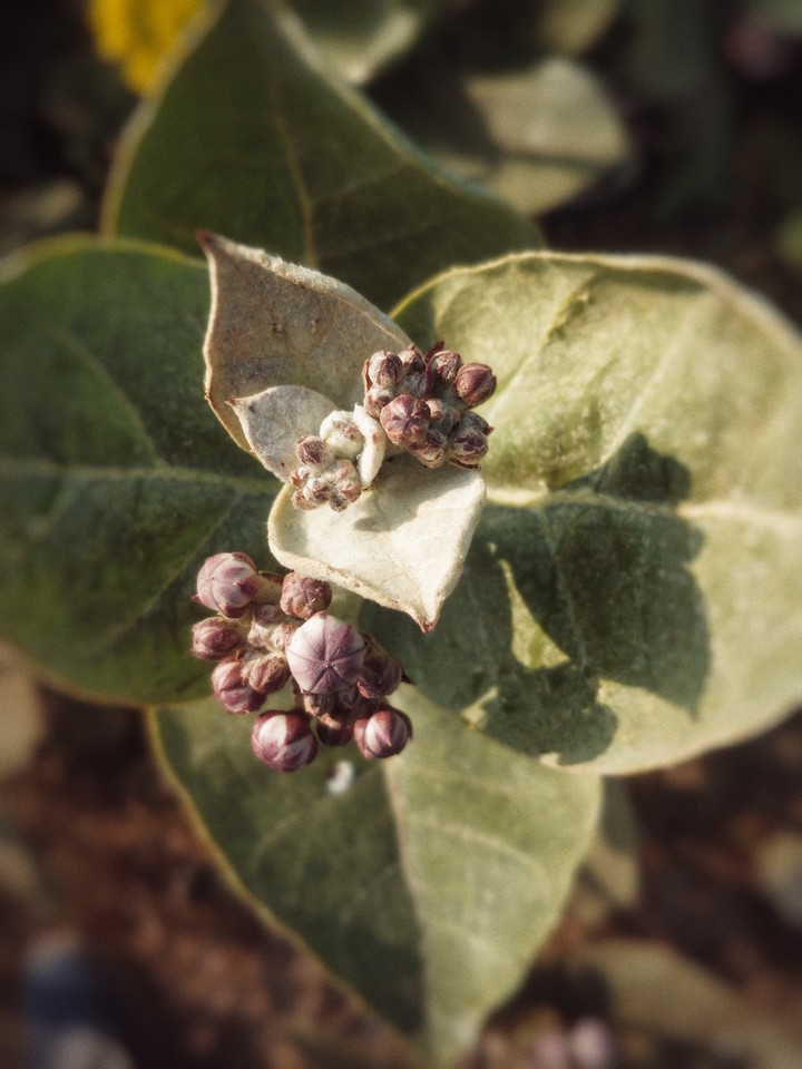 milkweeds