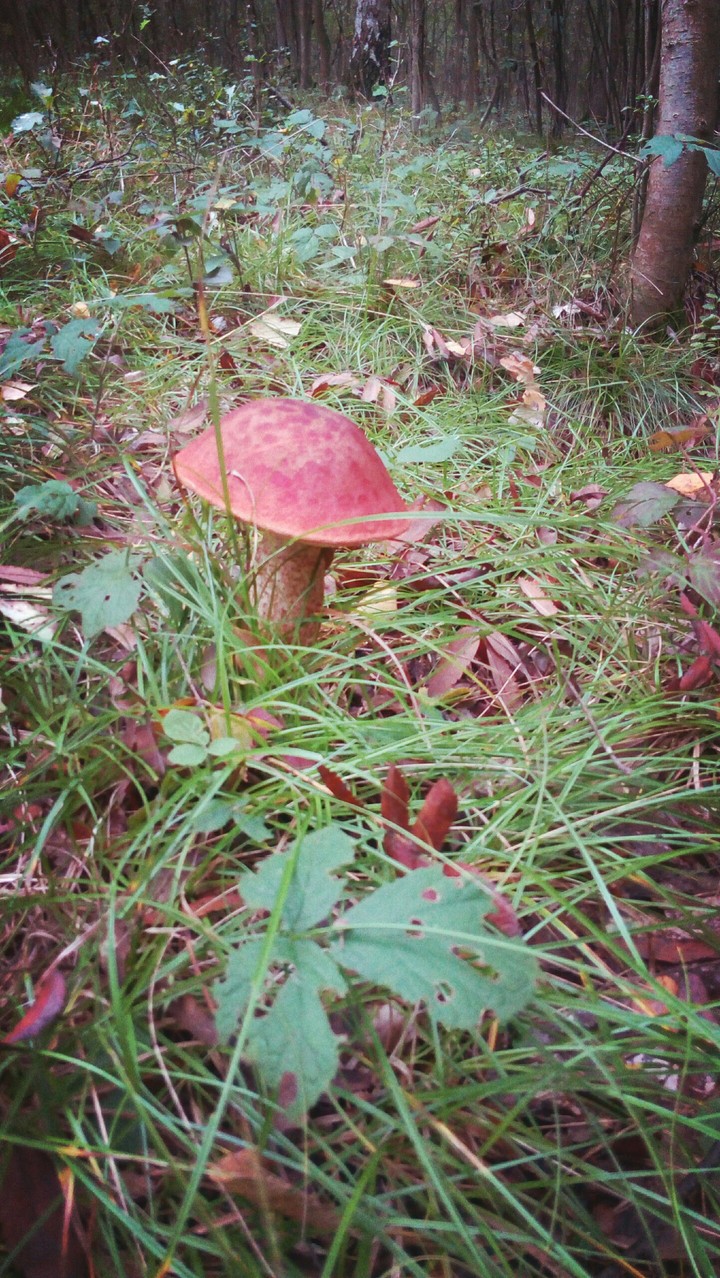 mushrooms, forest