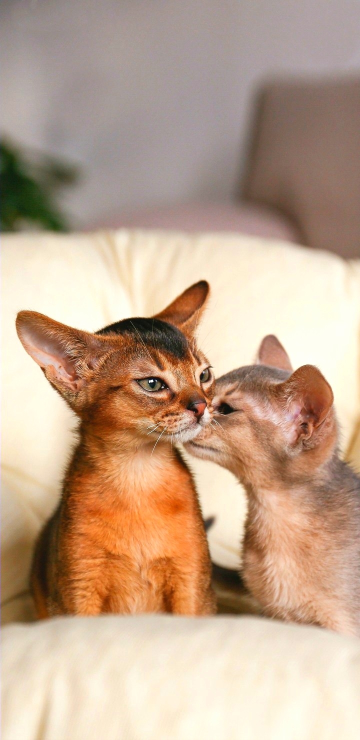Cause Cat are❤