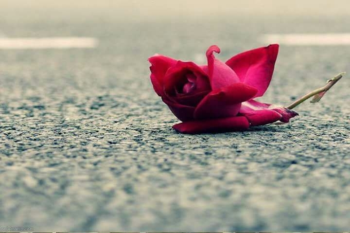 red rose